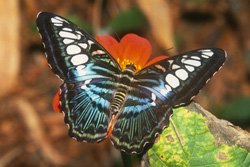 Schmetterling auf den Philippinen