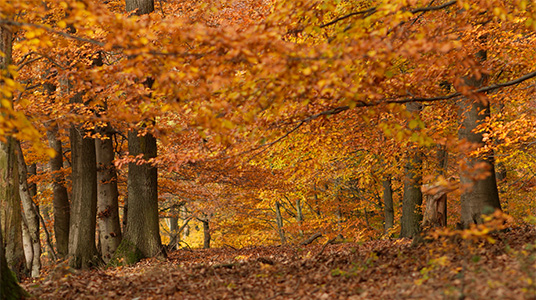 Herbststimmung im Nationalpark Eifel