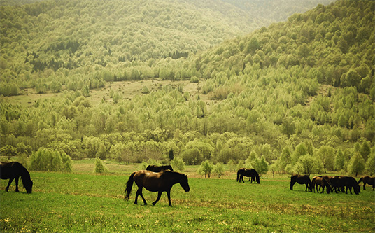 Pferde in den Waldkarpaten