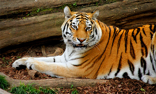 Tiger im Kölner Zoo