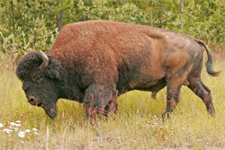 Wood Buffalo
