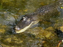 Alligator - Foto: Hein Mück - GNU-FDL - commons.wikimedia.org