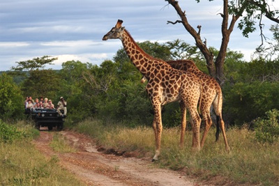 Giraffen auf einer Safari