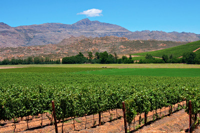 Weinbau in Südafrika