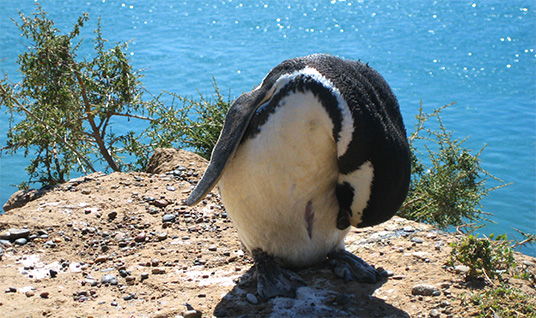Pinguin auf Valdes