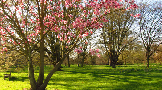 Magnolia Bäume in der Parkanlage