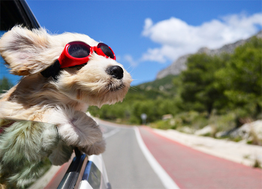 lustiger Hund mit Sonnenbrille